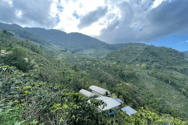 A high view point shows a Costa Rica coffee bean farm